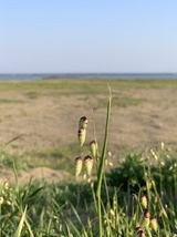 IMG_2184