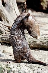 カワウソ