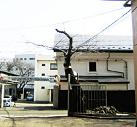 桜花