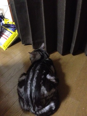 よちおとチン太