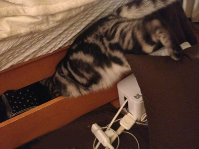 猫のチン太