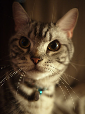 猫のチン太