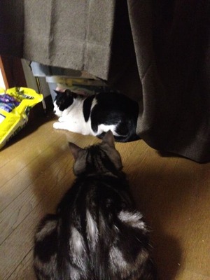 よちおとチン太