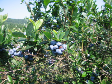 20ba921f.jpg