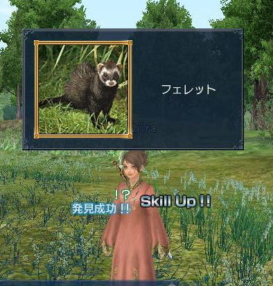 フェレット