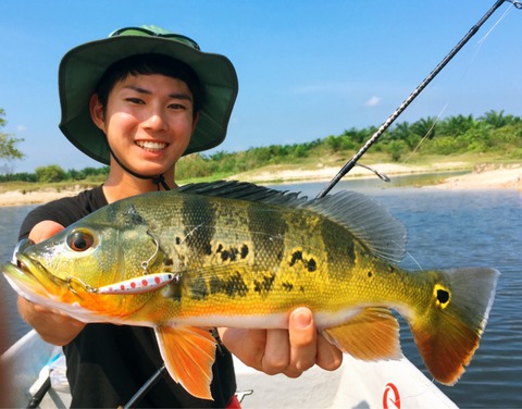 マレーシア釣旅 ピーコックバスの狙い方【Day2】 : 柳原広大 の釣り