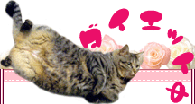 【猫】ハルにゃんのいたずらメタボリック!!【ぬこ】 【猫】ハルにゃんのいたずらメタボリック!!【ぬこ】