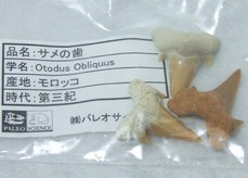 ミネラルショー2009-サメの歯