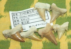 新宿ミネラルフェア2011-サメの歯01ltss