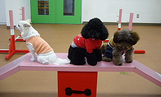 3ピキ