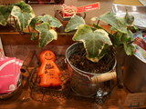 フレンドリーの観葉植物