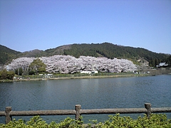 CA390494