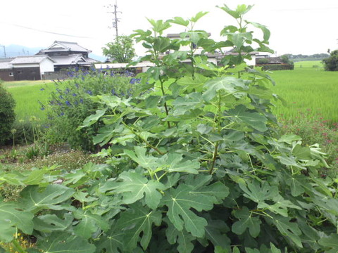 SN3T0485