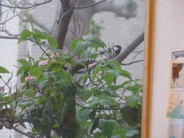 シジュウカラ1