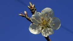 ume