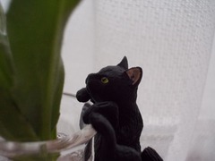 フチねこ