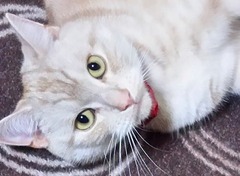トラ猫