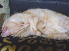 satsu