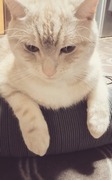 さつき