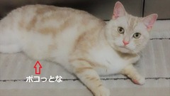 satsuki (2)