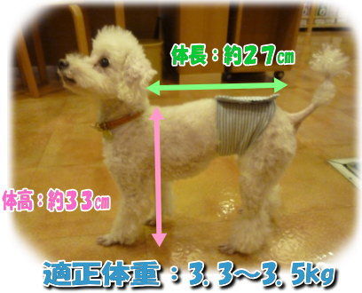 参考サイズ表