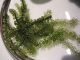 海葡萄