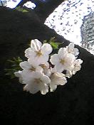 4月6日播磨坂の桜