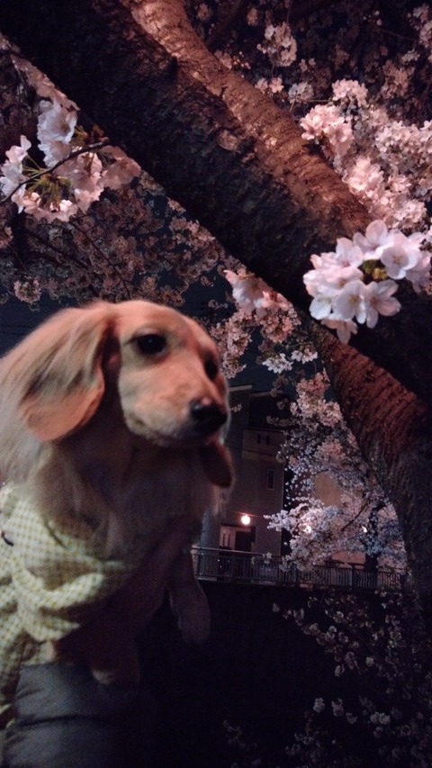 20180327195943_p