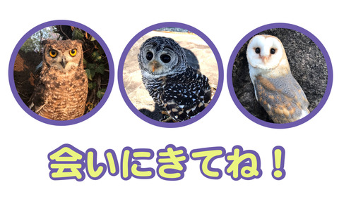 ふくろう