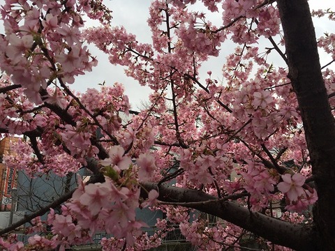 写真 2017-02-20 13 18 49