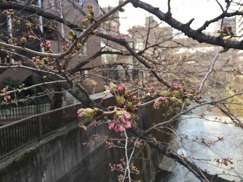 写真 2017-03-23 14 33 59