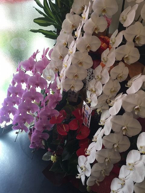 写真 2016-06-27 13 13 49