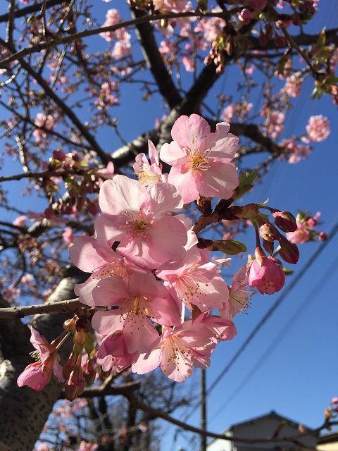 写真 2017-02-03 13 16 00