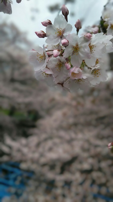 DSC_0101