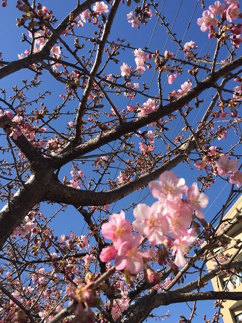 写真 2017-02-03 13 16 51