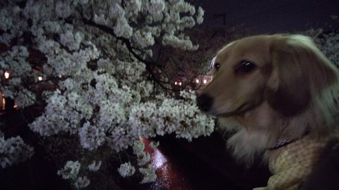 20180327195535_p