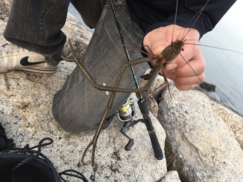 人生初挑戦 手長エビ釣り 釣 てくてく Cho Teku Teku