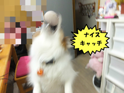パチパチ(^O^)/