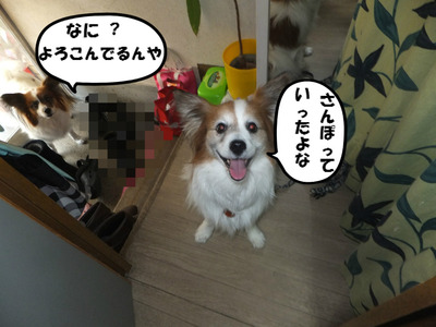 お散歩