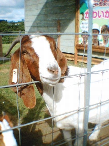 miniデジカメの画像013 リサイズ
