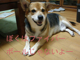 ファイバーボールじゃないよ