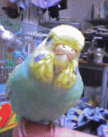 265a6c70.gif