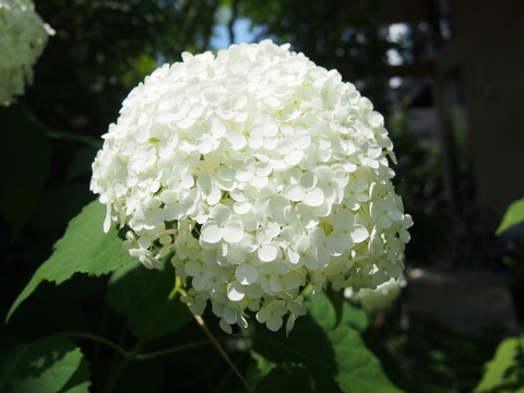 P6201065