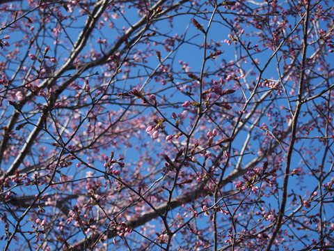P4230884