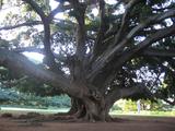  big tree