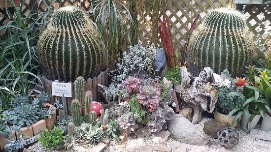 20160228_110123 (550x309)