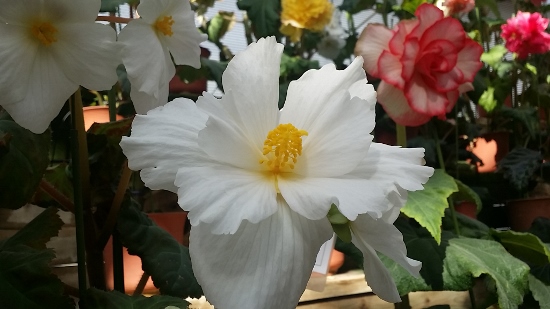 20160228_105606 (550x309)