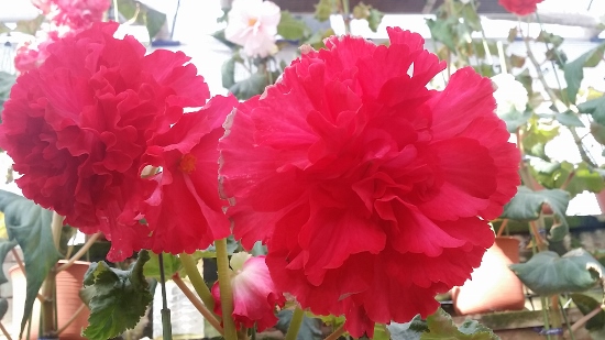 20160228_105611 (550x309)