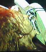 f1cf81c5.jpg