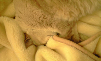 2009_02_05